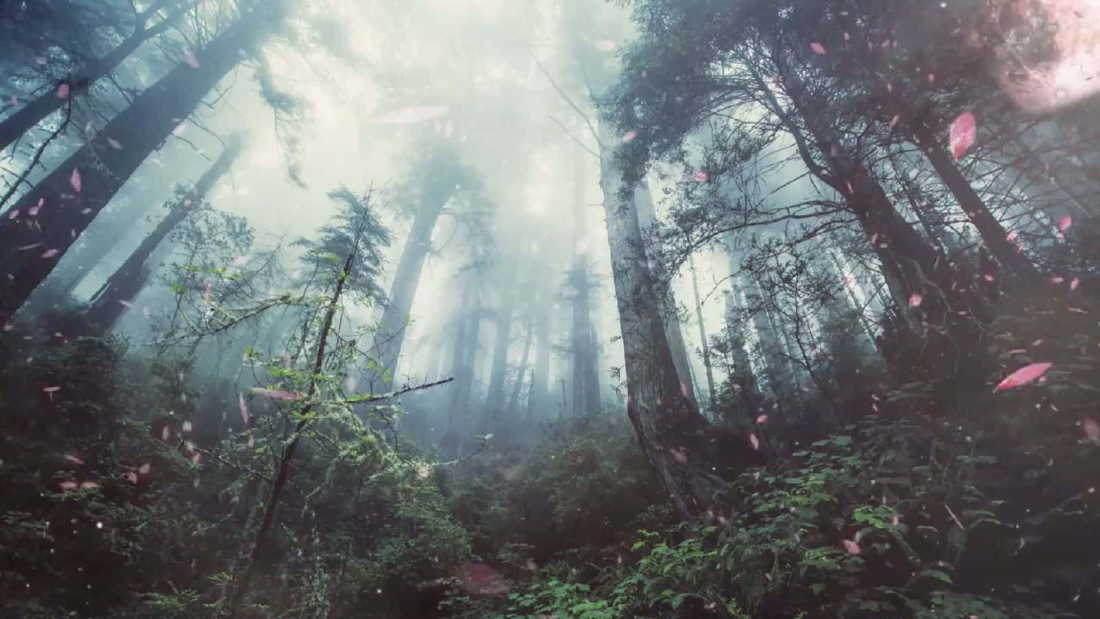 Magical Forest ceek.com